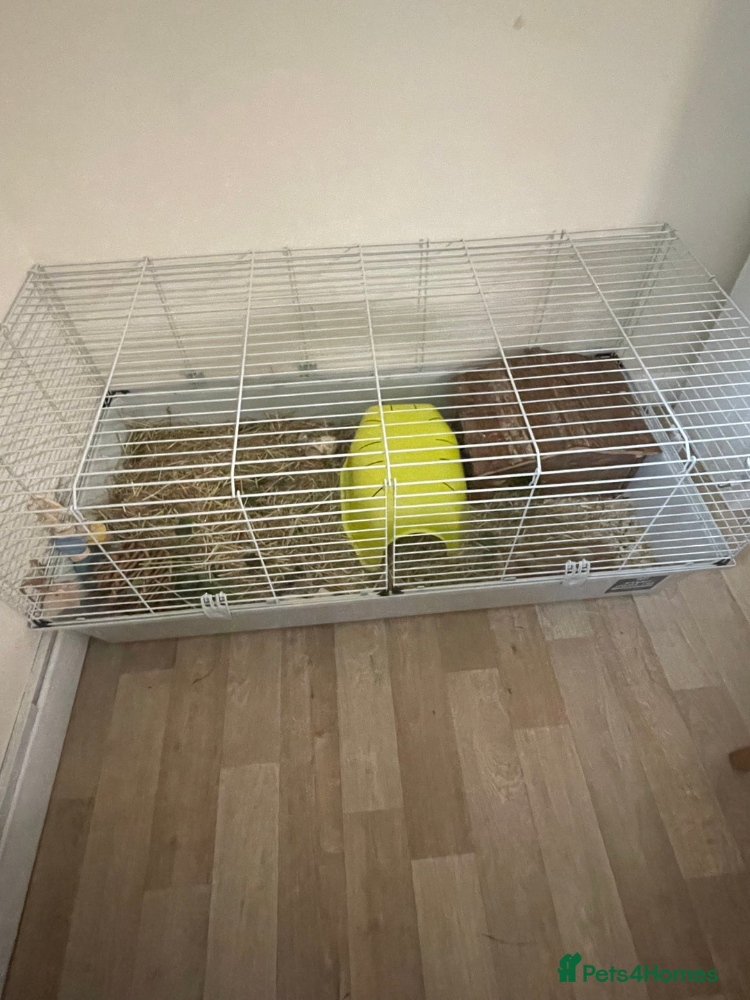 Guinea Pig rodents for sale: 2 male guinea pigs and indoor cage  - Image 3