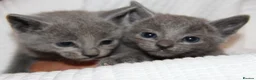 Russian Blue cats for sale: 🥇GCCF AWARD WINNING RUSSIAN BLUES M&F 16 & 9 WKS - Advert 12