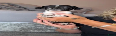 Chihuahua 6