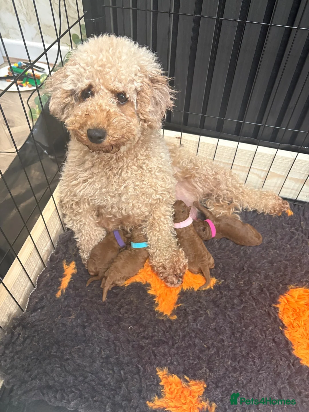 Cavapoo dogs for sale: 🩵🩷STUNNING F1B PUPPIES FOR SALE🩷🩵 - Advert 1
