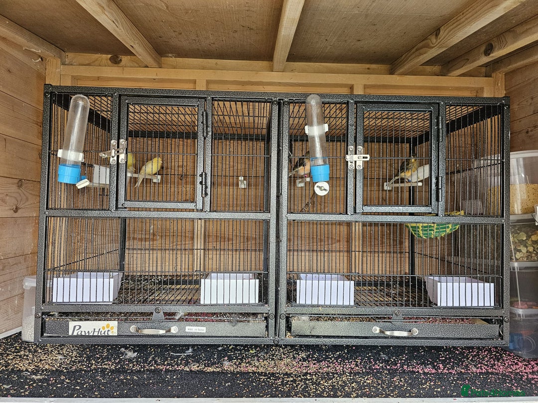 Canaries birds for sale: Canarys  - Image 5