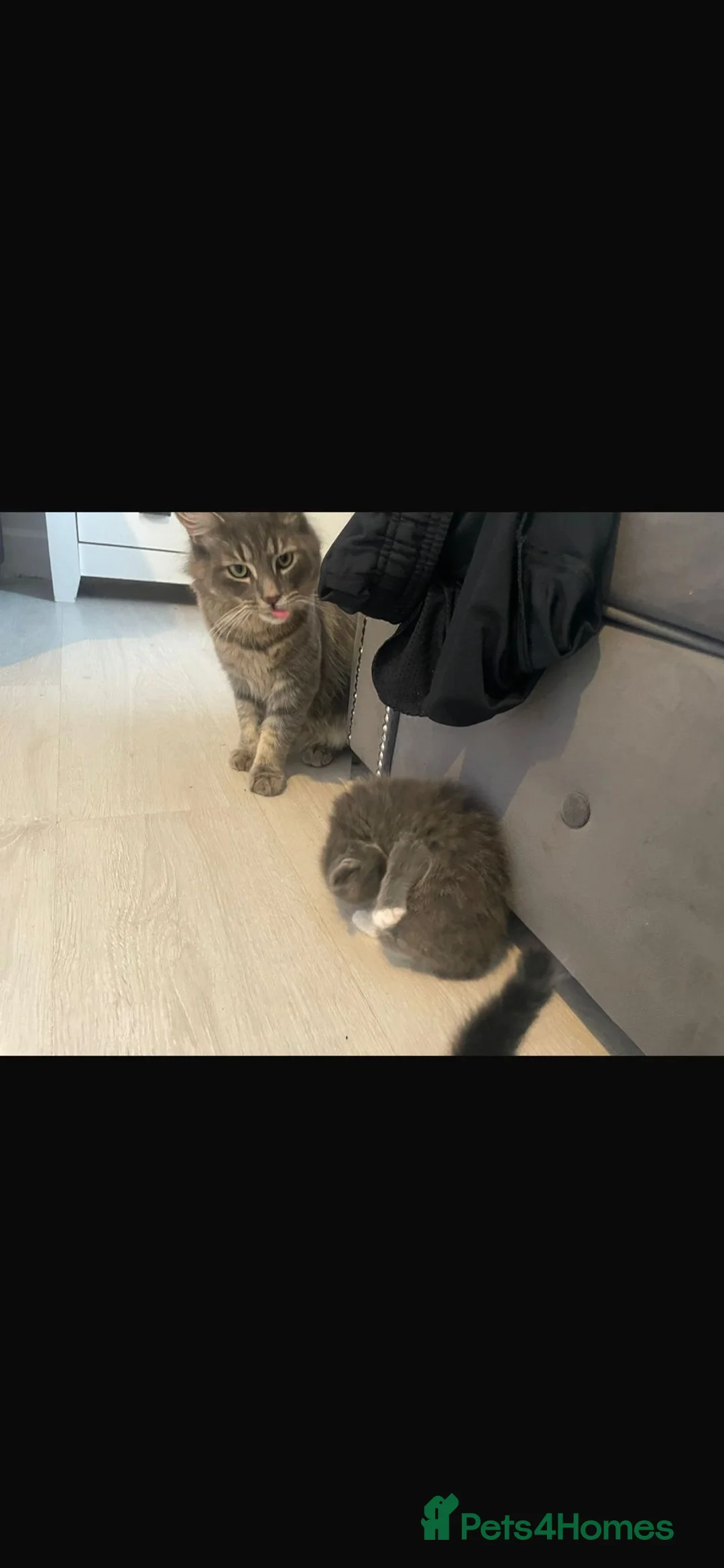 Mixed Breed cats for sale: RAGDOLL X BRITISH LONGHAIR KITTENS *AVAILABLE* - Advert 8