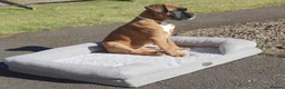 Boxer dogs for sale: Stunning Boxer puppies - Advert 12
