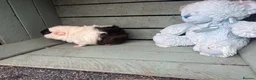 Guinea Pig rodents for sale: Please help rehome these boys - Advert 12