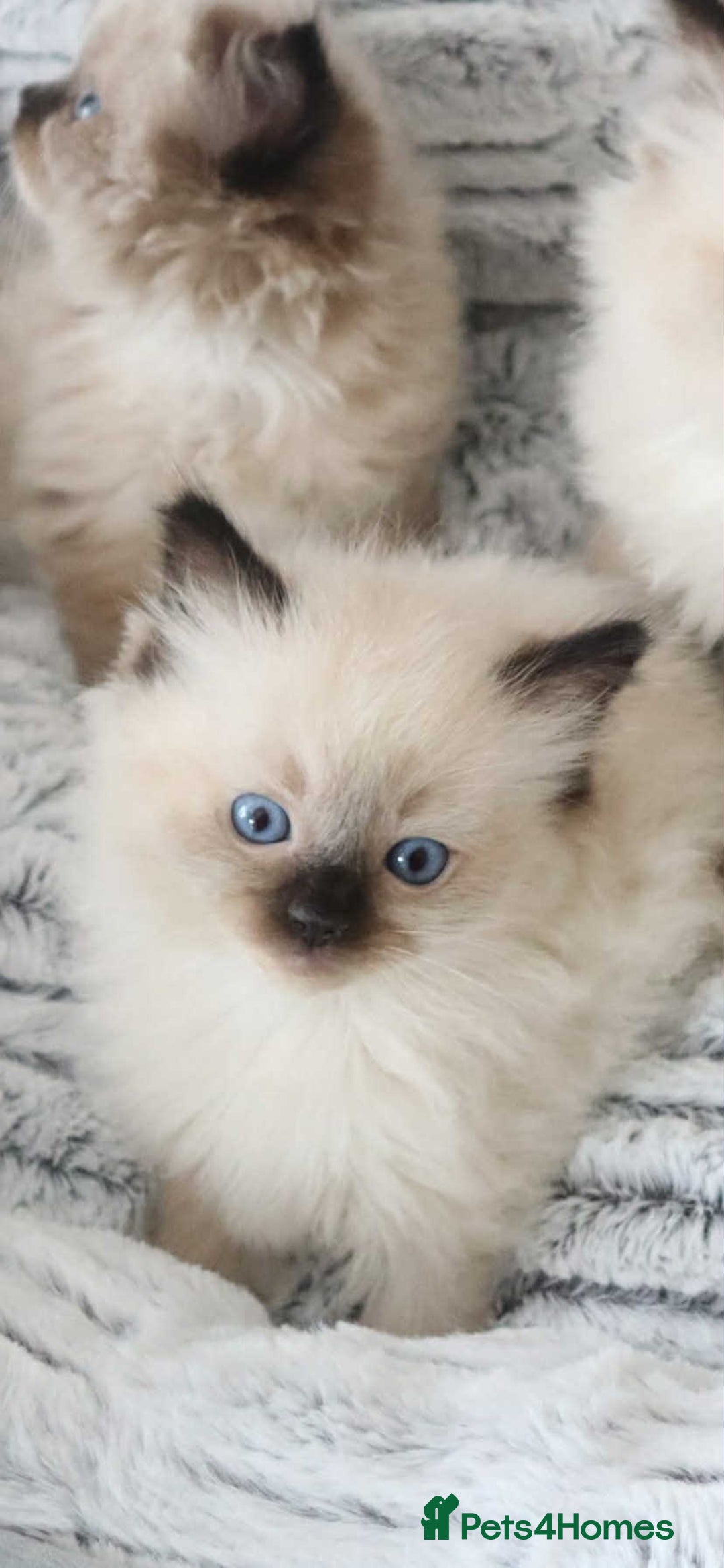 Ragdoll cats for sale: INDOOR FULL PEDIGREE RAGDOLL KITTENS - Image 24