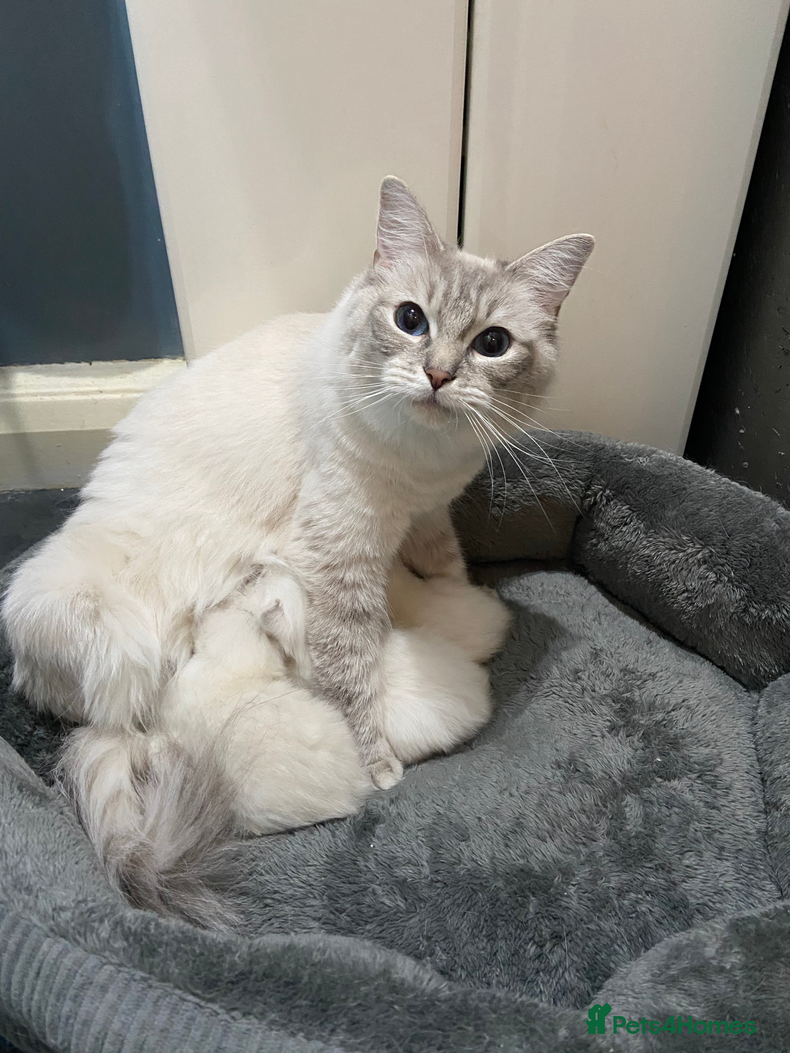 Ragdoll cats Adorable Ragdoll kittens - Advert 1