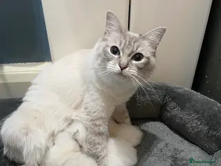 Ragdoll cats Adorable Ragdoll kittens - Advert 1