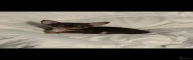 Chihuahua 2
