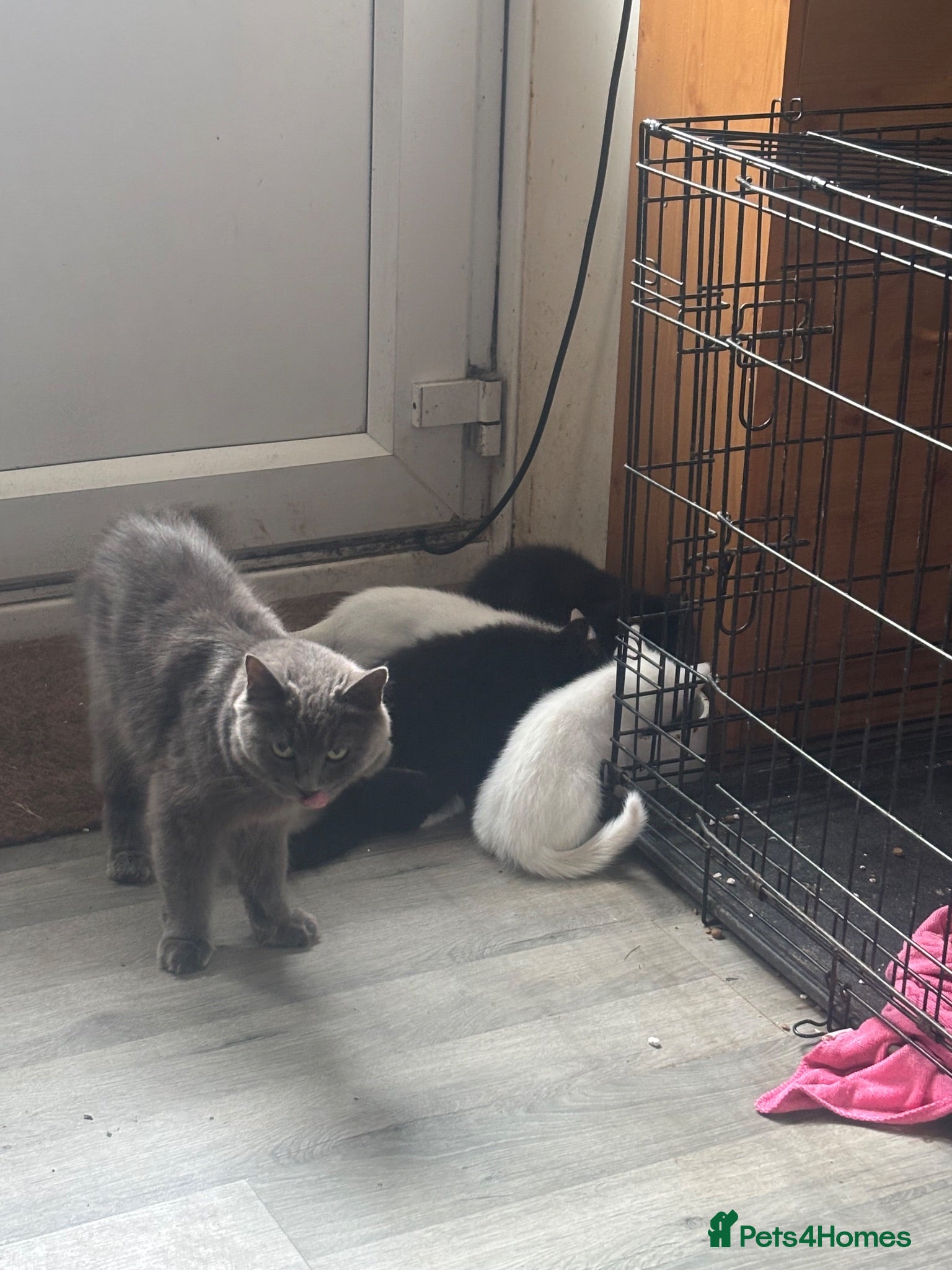 Mixed Breed cats Ragdoll xbritish blue x siamese x - Advert 1
