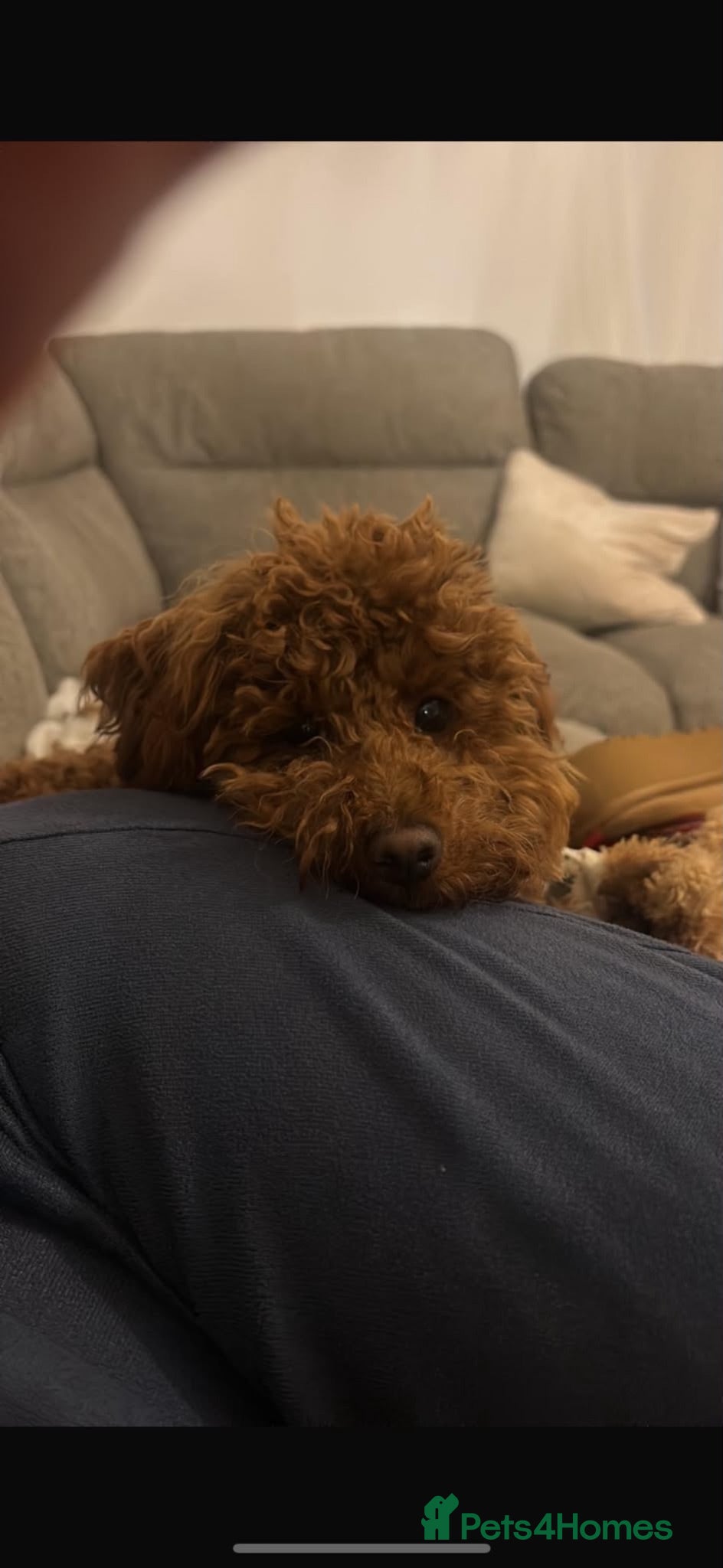 Toy Poodle dogs Female Toy Poodle for rehoming  - Advert 1