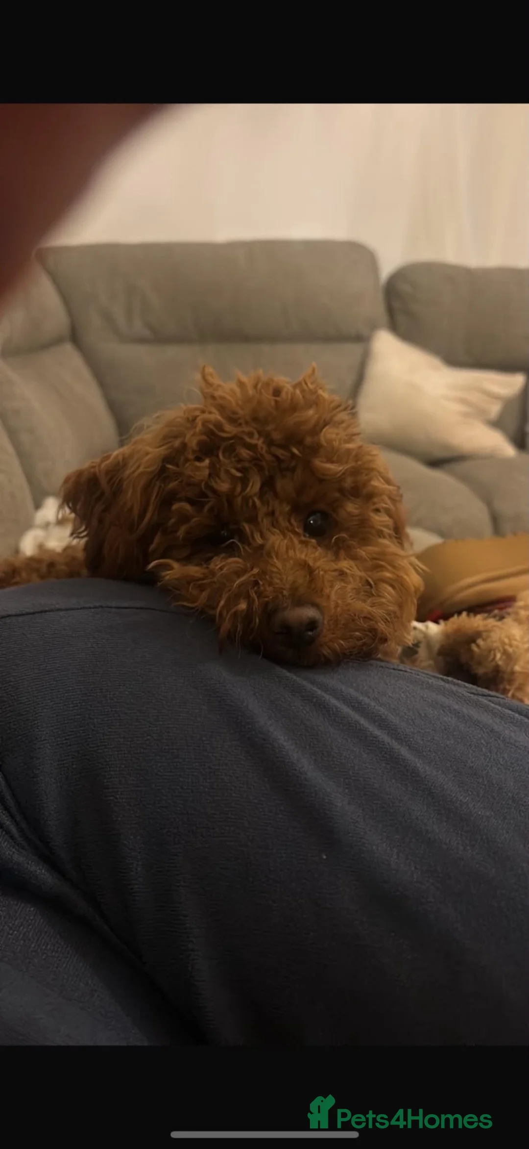Toy Poodle dogs for sale: Female Toy Poodle for rehoming  in Preston - Advert 1