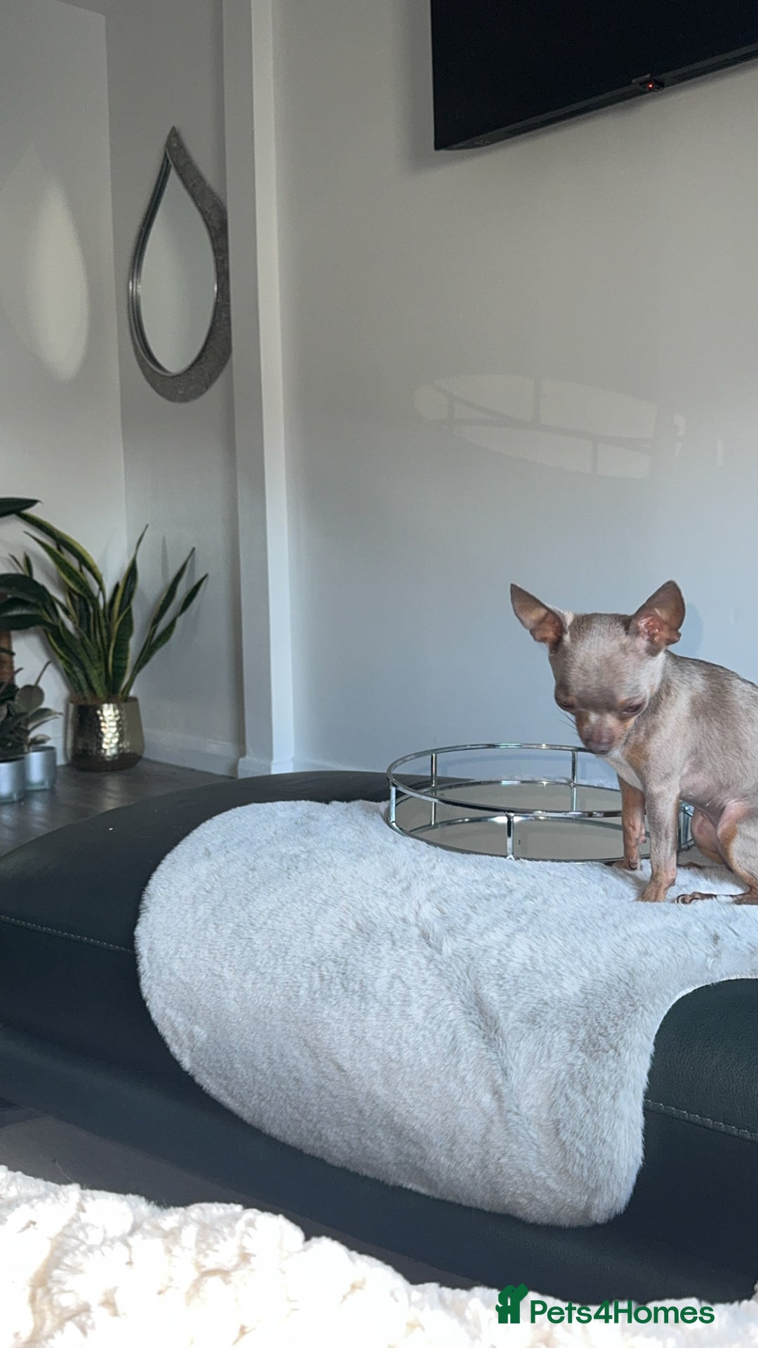 Chihuahua dogs for sale: Lilac  **  chihuahuas  - Advert 4