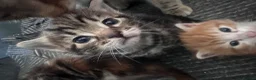 Mixed Breed cats for sale: Bengal cross kittens - Advert 5