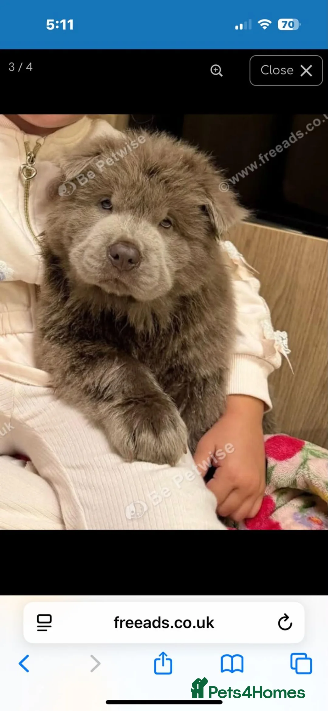 Chow Chow dogs for adoption: Lovely 8 weeks old boy in Wolverhampton - Advert 3