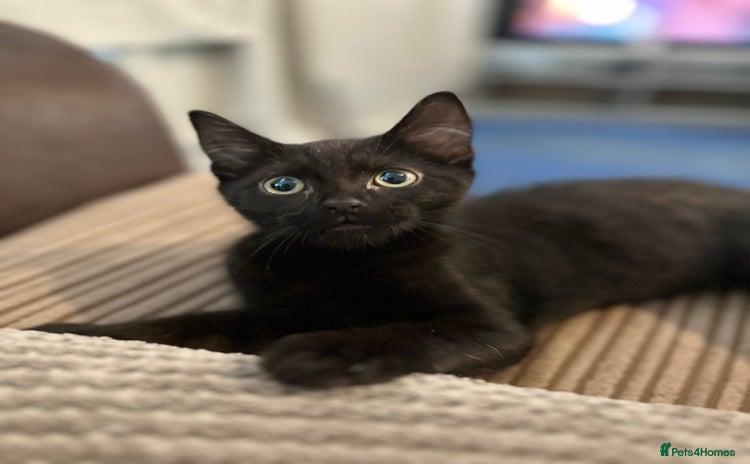 Domestic Shorthair cats - Advert 5