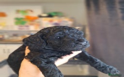 Sproodle dogs for sale: Sproodle Merle puppies  - Advert 14