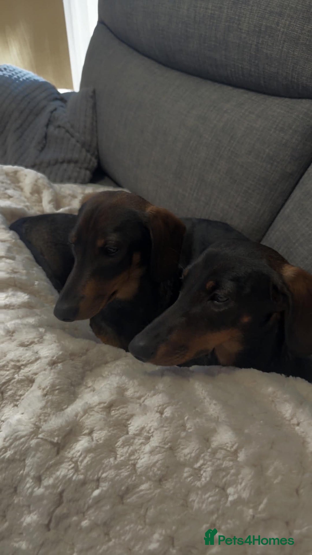Dachshund dogs Daisy and bow  - Advert 18