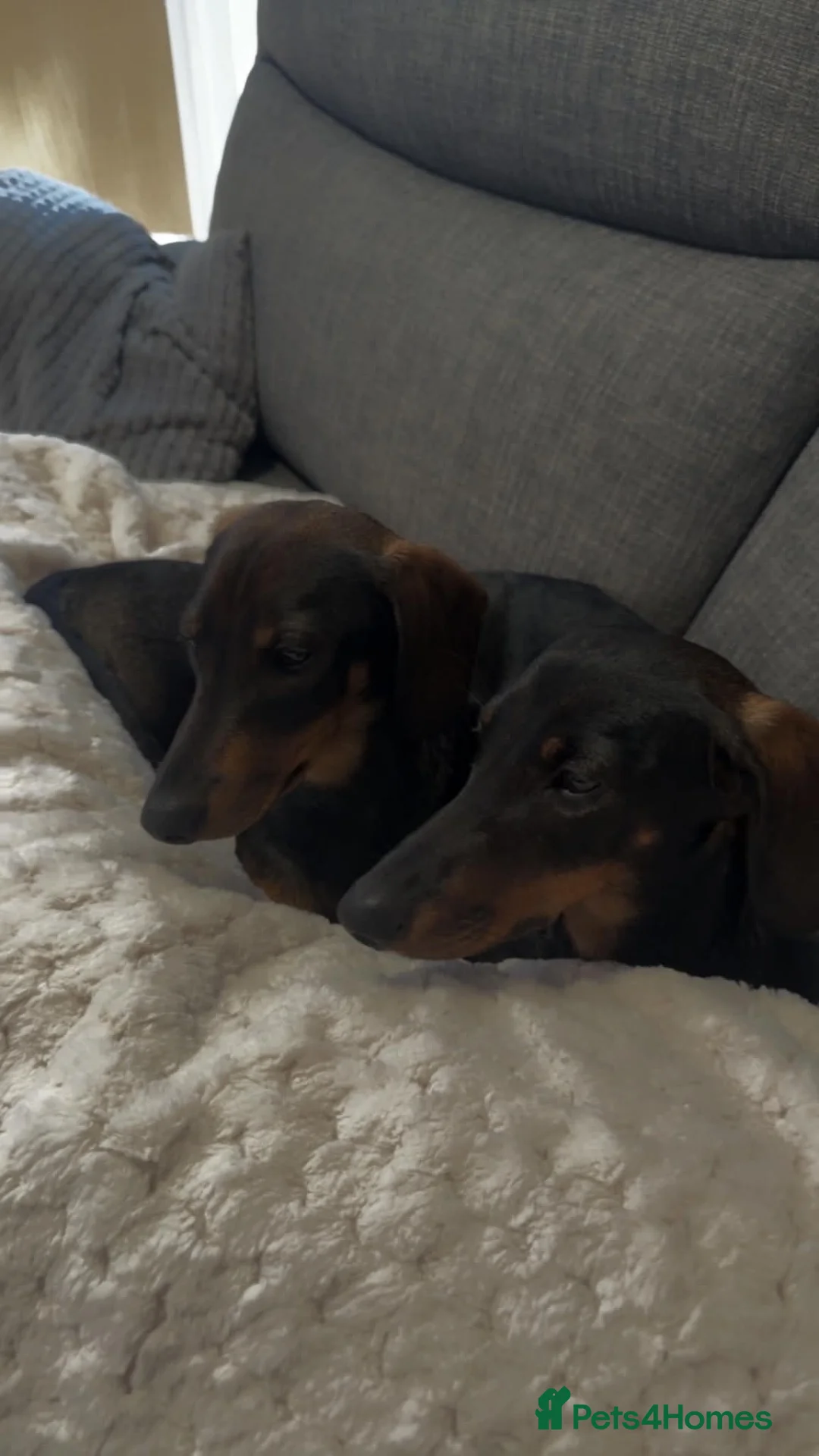 Dachshund dogs for sale: Daisy and bow  in Ipswich - Advert 1
