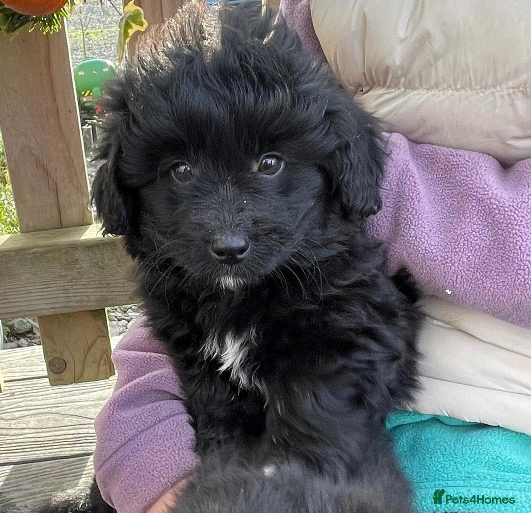 Mixed Breed dogs for sale: Corgipoo 🐾🐶 - Advert 1