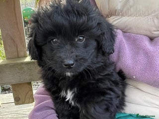 Mixed Breed dogs Corgipoo 🐾🐶 - Advert 1