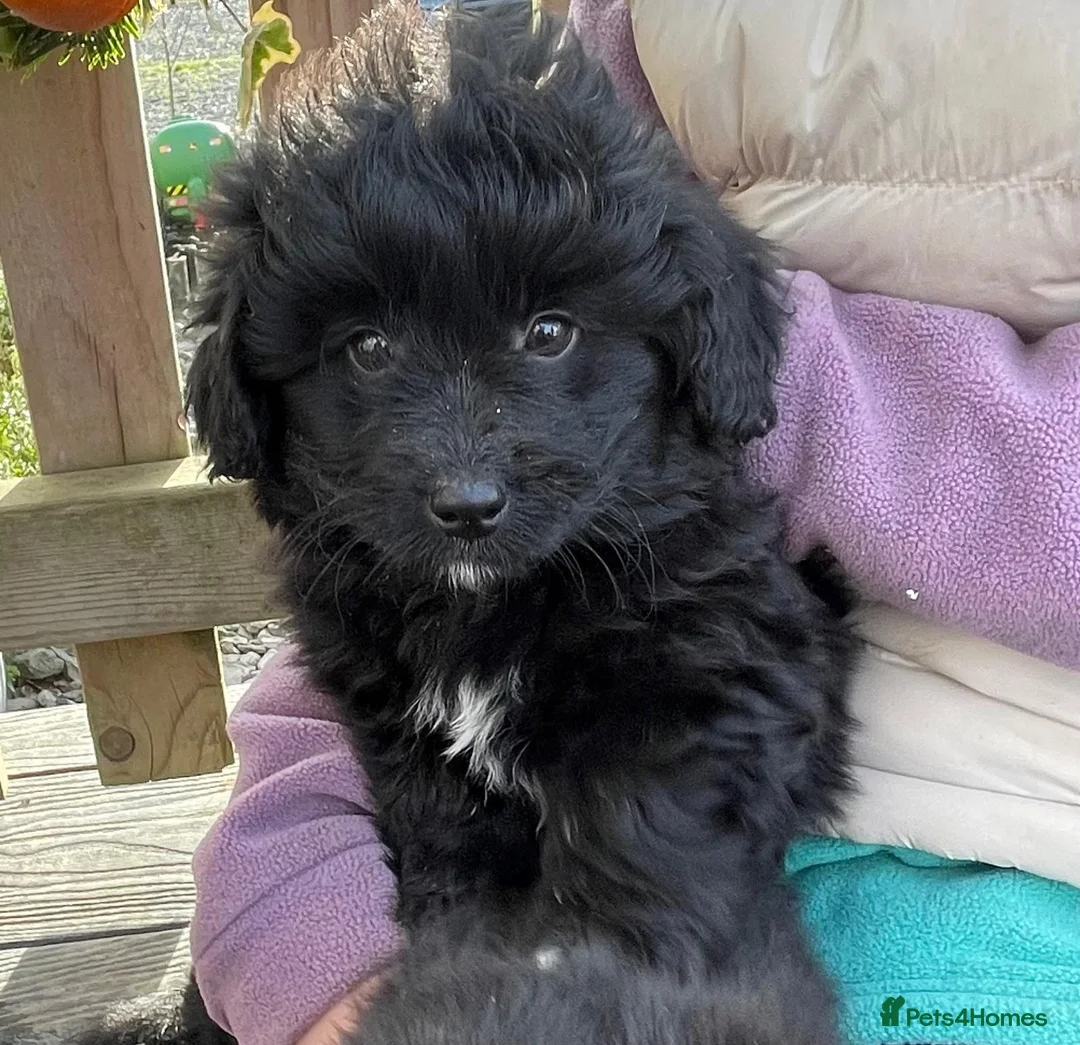 Mixed Breed dogs for sale: Corgipoo 🐾🐶 - Advert 1