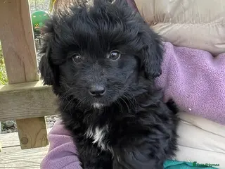 Mixed Breed dogs Corgipoo 🐾🐶 - Advert 2