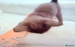 Mixed Breed cats for sale: 1 female black cat READY TO GO TODAY  - Image 4