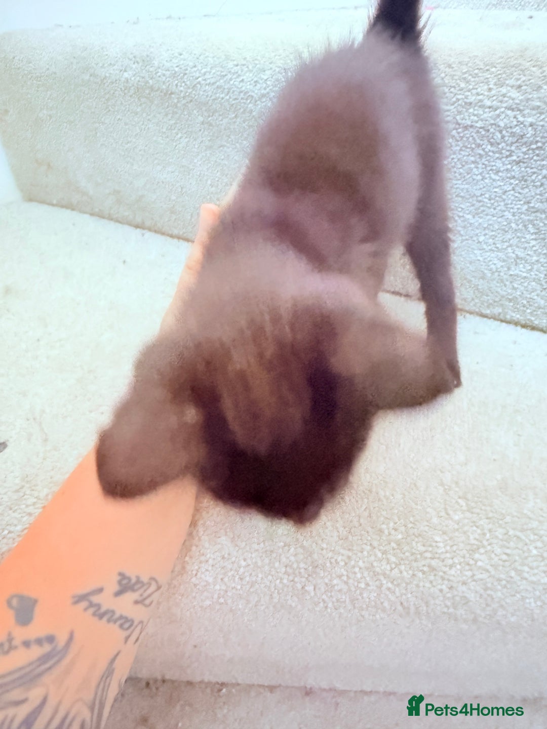 Mixed Breed cats for sale: 1 female black cat READY TO GO TODAY  - Image 4