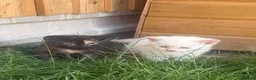 Siamese cats for sale: Stunning kittens  in Salisbury - Advert 4