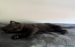 Ragdoll cats for sale: Beautiful Ragdoll X Kittens For Sale 🐾  - Image 16
