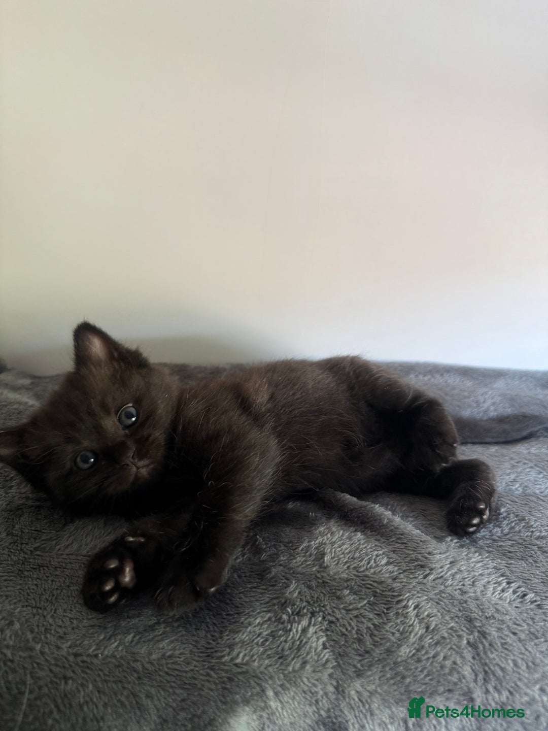 Ragdoll cats for sale: Beautiful Ragdoll X Kittens For Sale 🐾  - Image 16