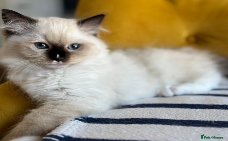 Ragdoll cats - Advert 3