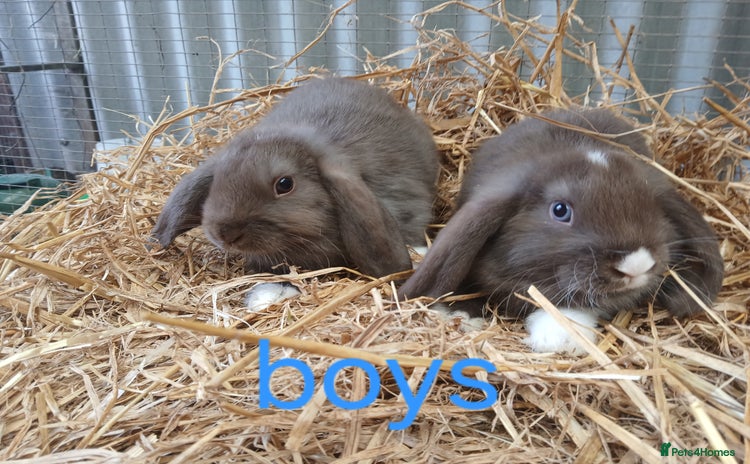 Mini Lop rabbits - Advert 2