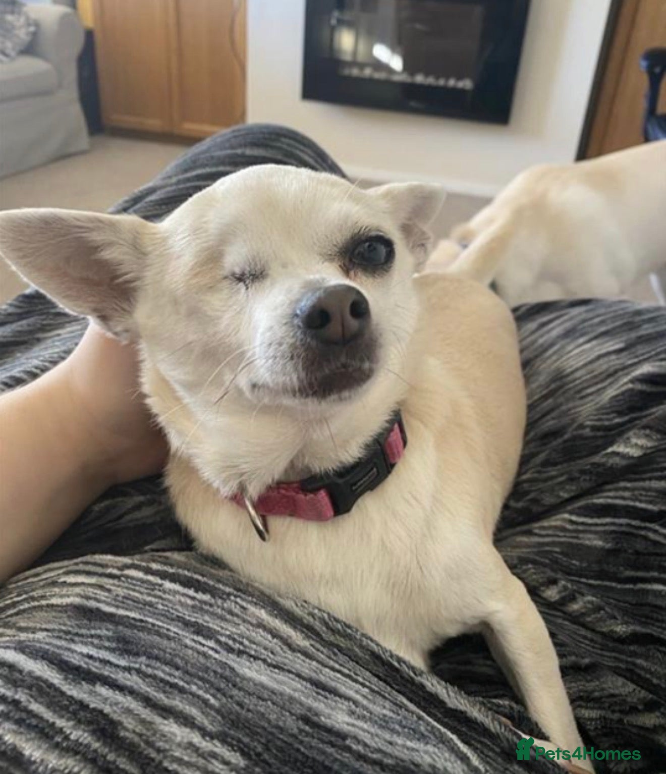 Mixed Breed dogs Looking for a loving home for Lola - Advert 1