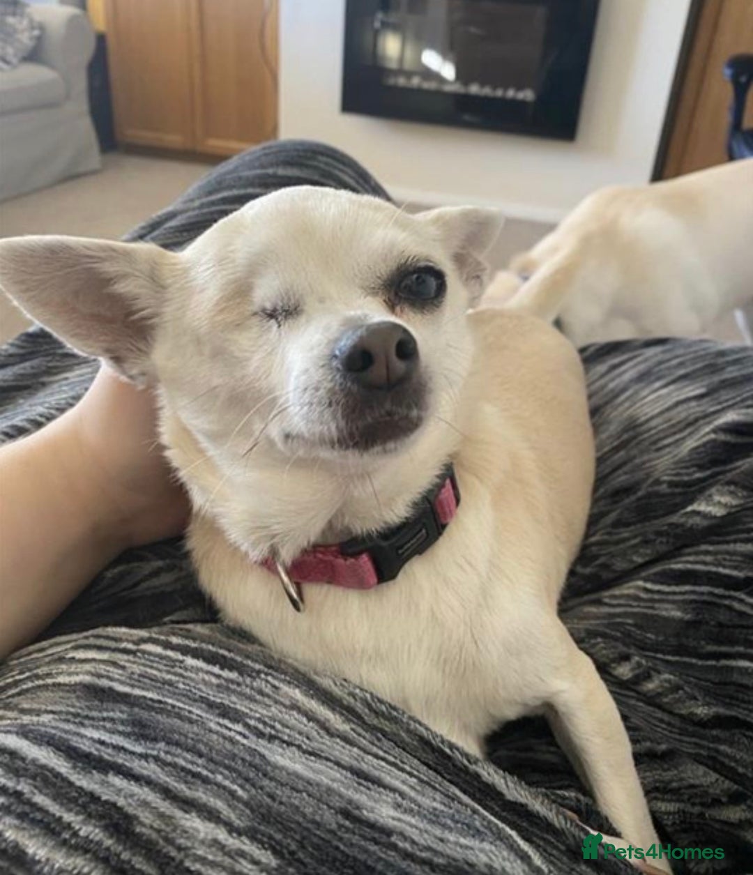 Mixed Breed dogs for sale: Looking for a loving home for Lola - Advert 1