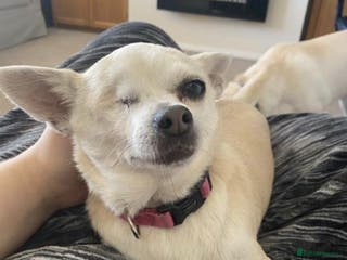 Mixed Breed dogs Looking for a loving home for Lola - Advert 1