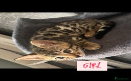 Bengal cats for sale: BENGAL KITTENS FOR SALE - Image 2