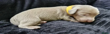 💛 YELLOW Collar 💛 