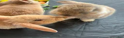 Mixed Breed rabbits for sale:     Mini Lop × Holland Lop Baby Rabbits in Cwmbran - Advert 4