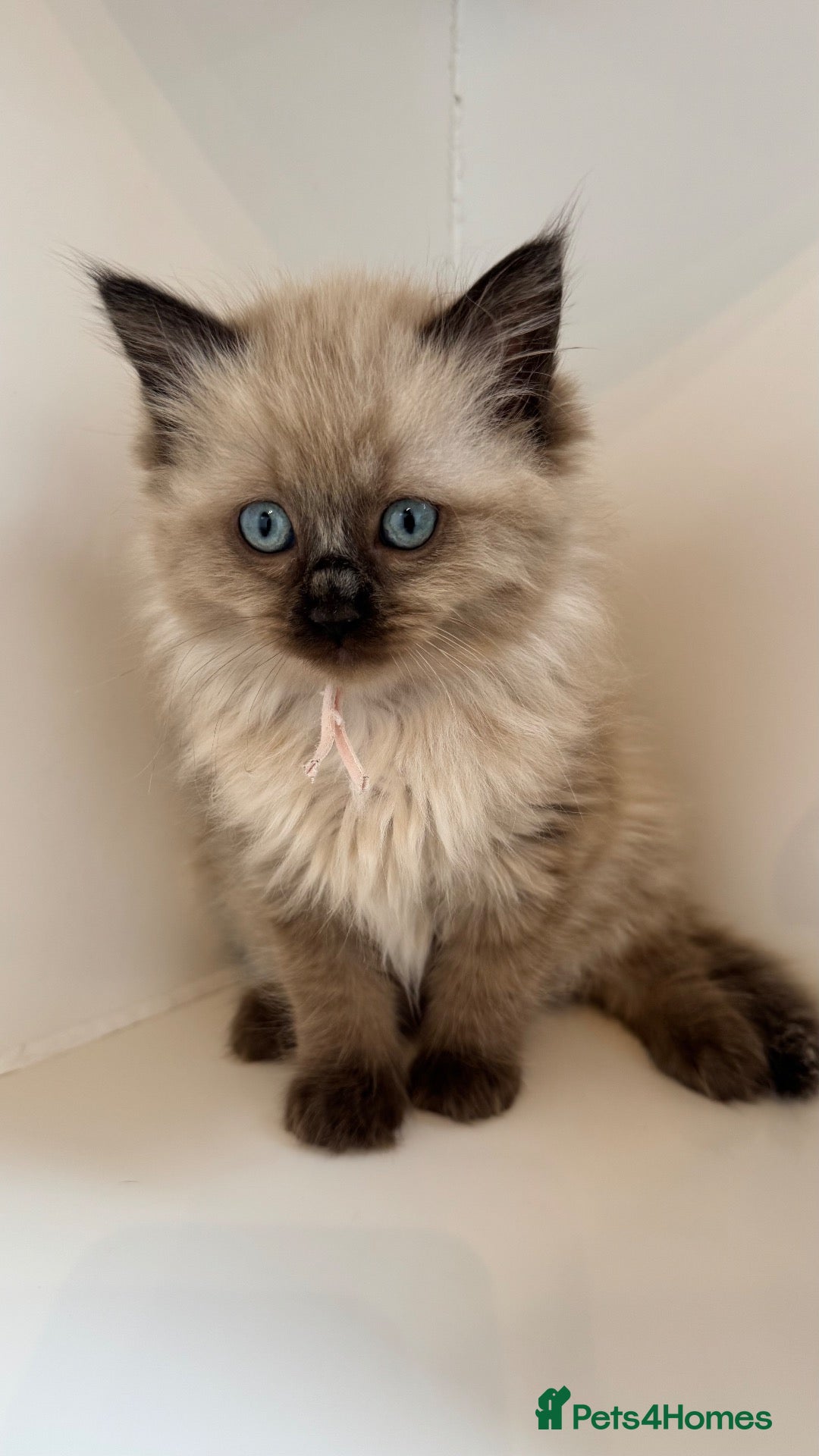 Ragdoll cats 1 Pedigree Seal Mink Ragdoll Kitten Available  - Advert 1