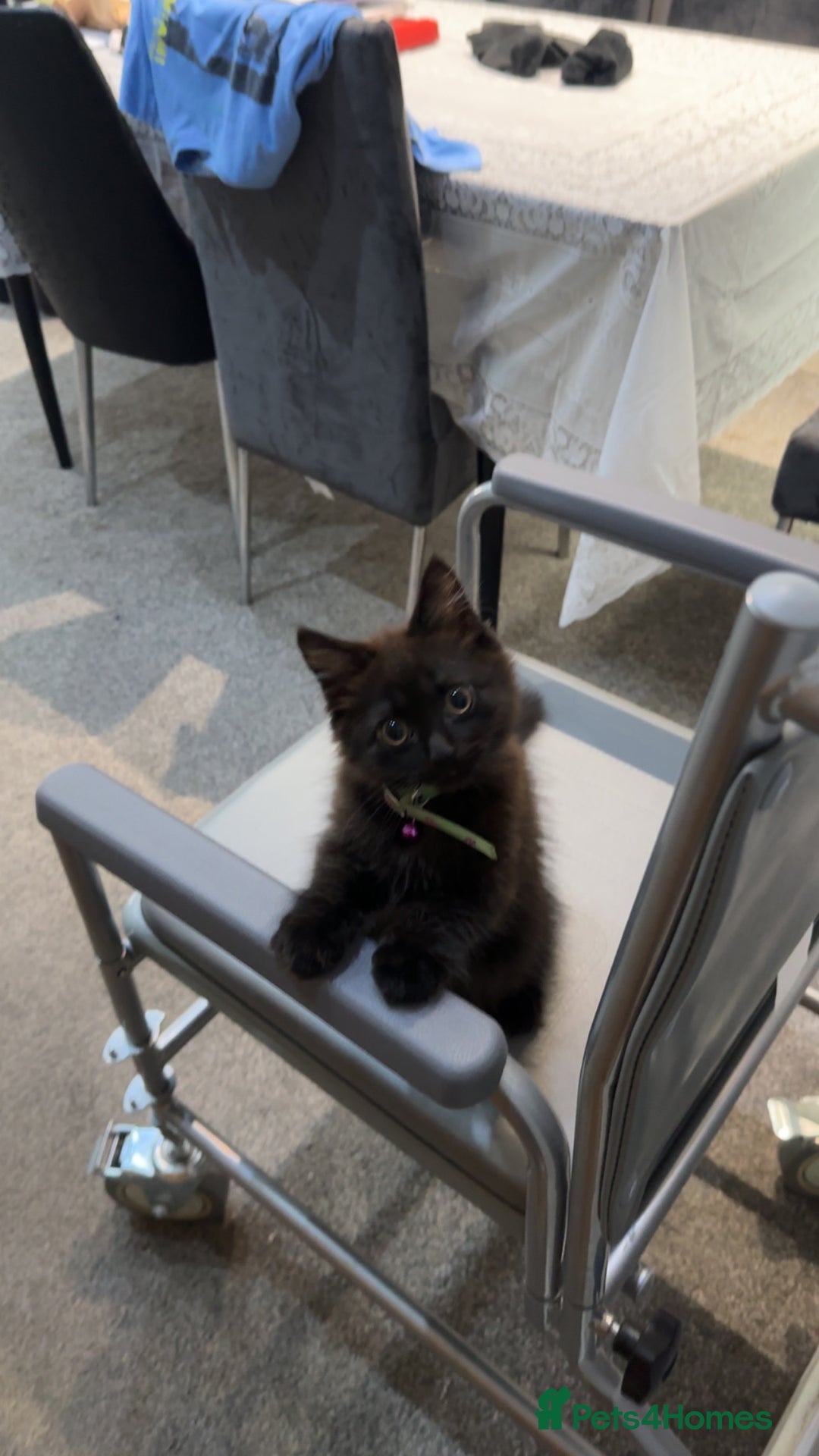 Mixed Breed cats for sale: Very Gorgeous Longhair  male kitten for sale  - Image 6