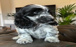 Cocker Spaniel dogs for sale: Cocker Spaniel puppies (IKC registered) - Image 7