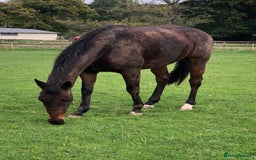 Irish Thoroughbred horses for sale: Bay gelding all rounder - Image 3