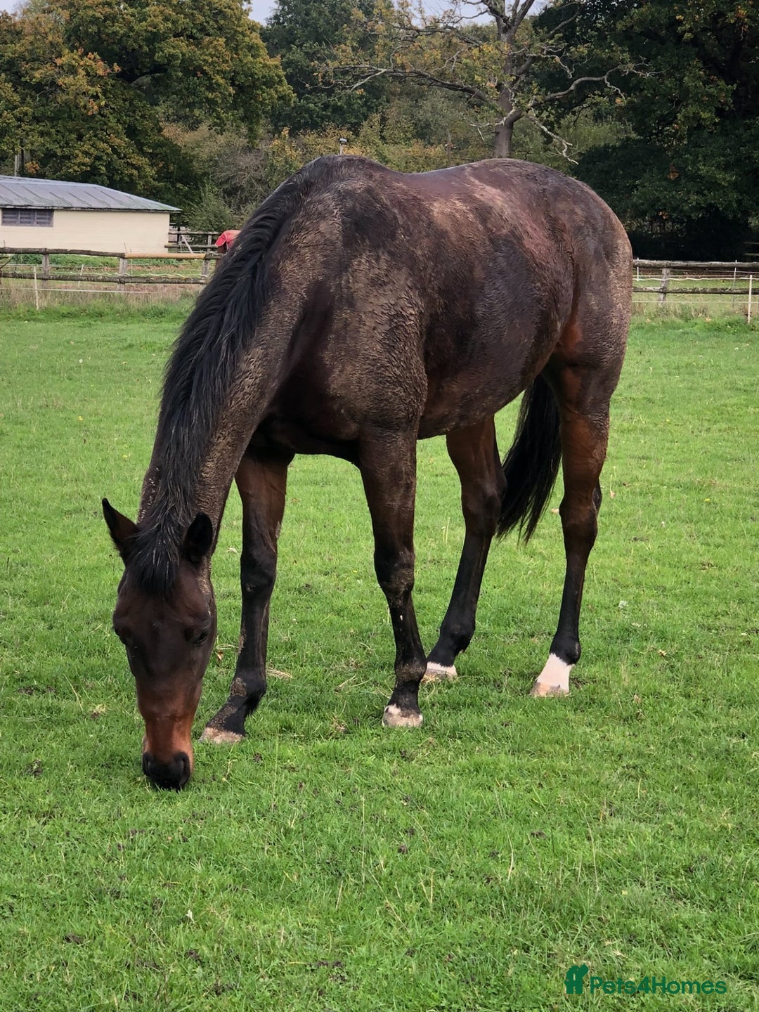 Irish Thoroughbred horses for sale: Bay gelding all rounder - Image 3