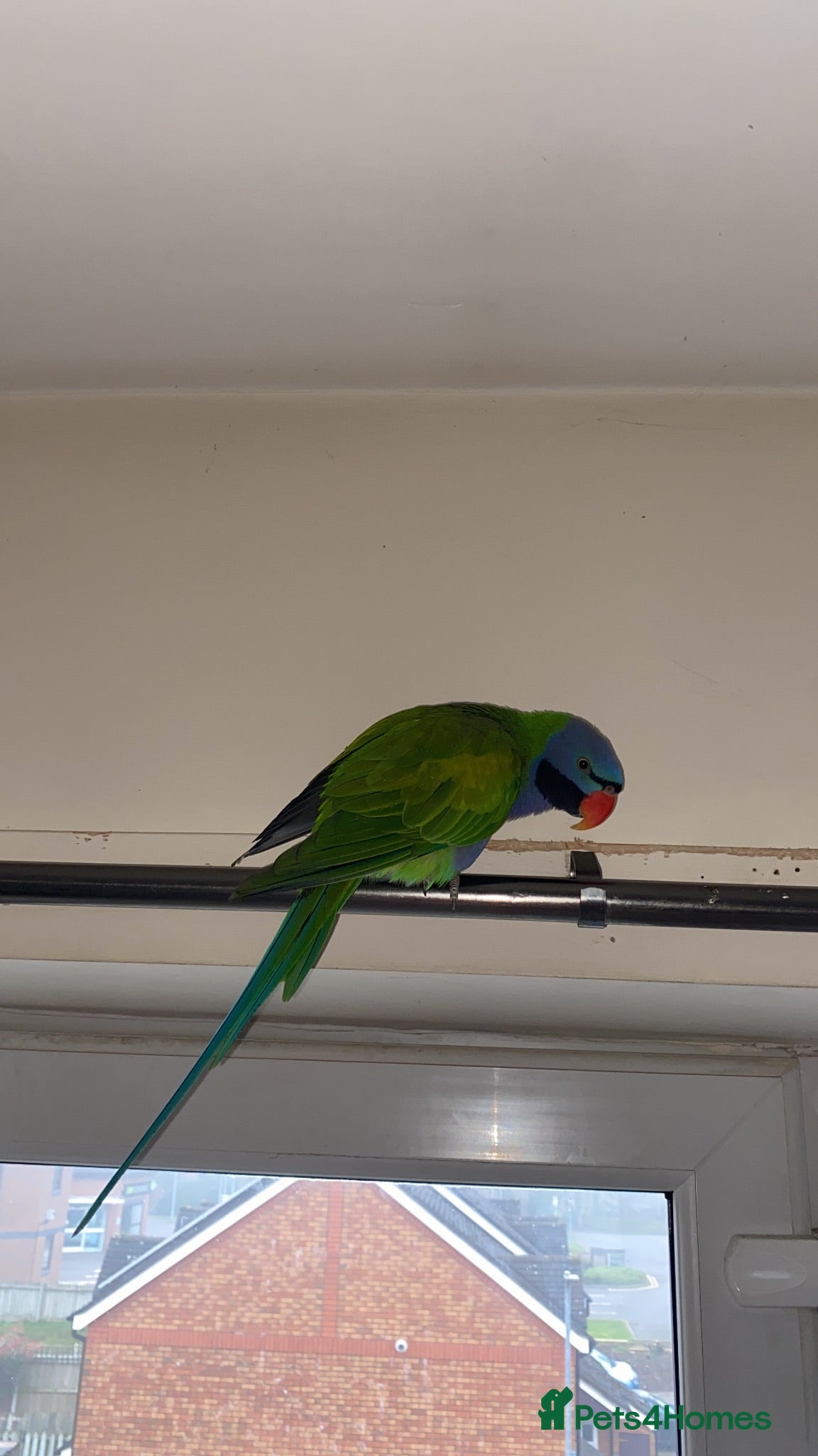 Parakeets birds ELVIS - male Derbyian 2.5 years old - Advert 13