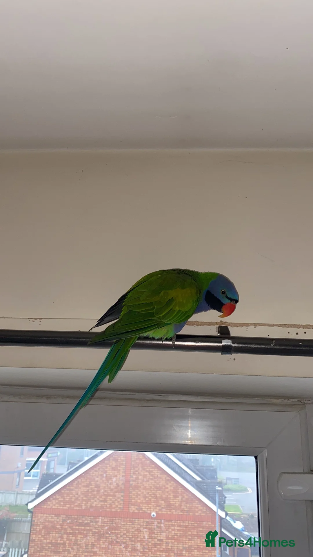 Parakeets birds for sale: ELVIS - male Derbyian 2.5 years old - Advert 1