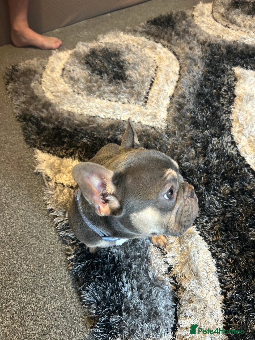 French Bulldog dogs for sale: Stunning 6 month girl Frenchie - Advert 5