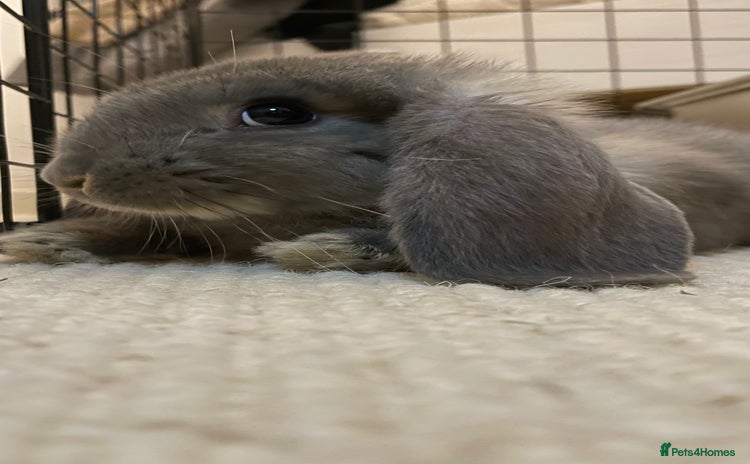French Lop rabbits - Advert 1