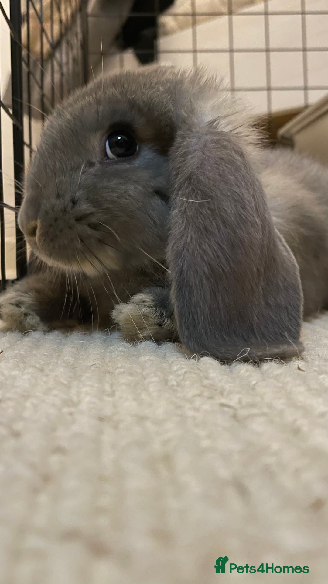 French Lop rabbits for sale: Lovely bunny for rehoming.  - Image 1