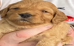Cockapoo dogs for sale: Cockapoo Puppies for Sale - Image 1